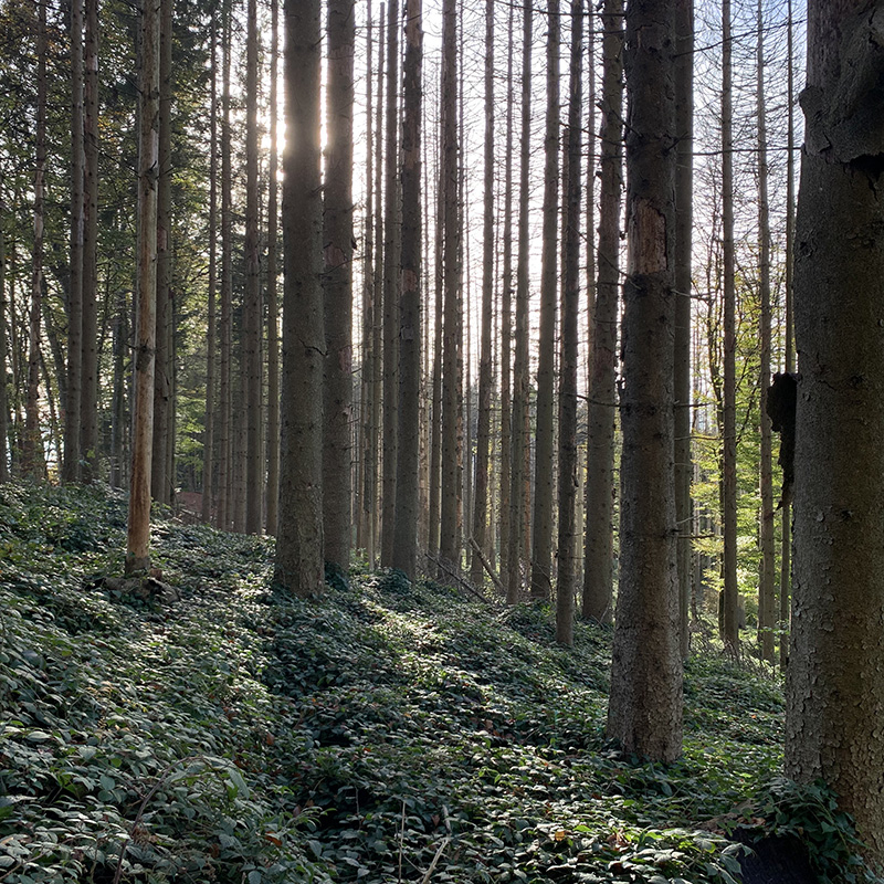 Abaecherli-Aktuell-Holznutzung-Nationalpark-Sihlwald-03