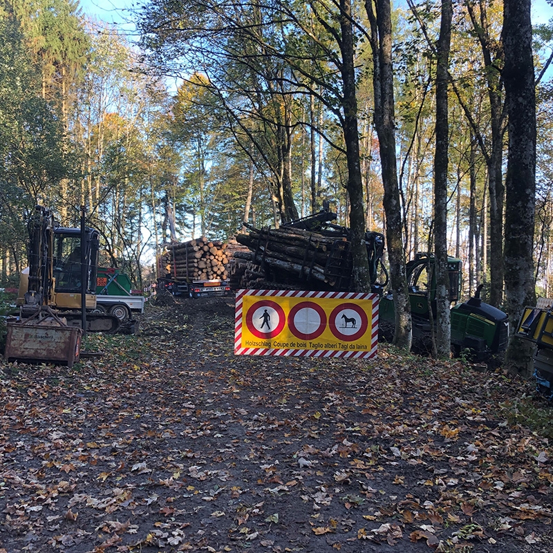 Abaecherli-Aktuell-Holznutzung-Nationalpark-Sihlwald-05