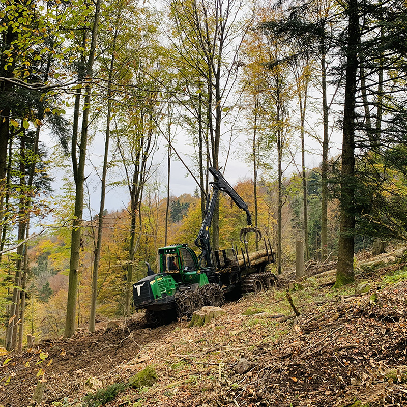 Abaecherli-Aktuell-Holznutzung-Nationalpark-Sihlwald-06