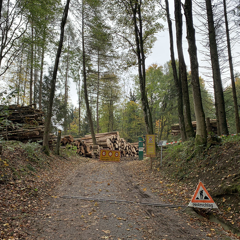 Abaecherli-Aktuell-Holznutzung-Nationalpark-Sihlwald-07