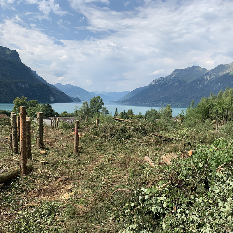 Abaecherli-Aktuell-Rodung-Brienz-02