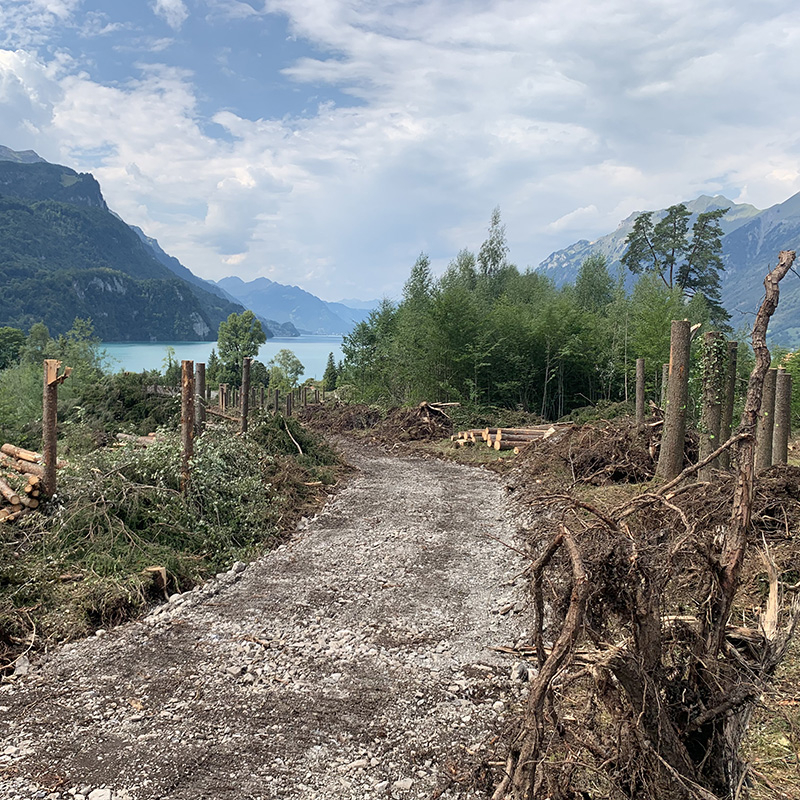 Abaecherli-Aktuell-Rodung-Brienz-03