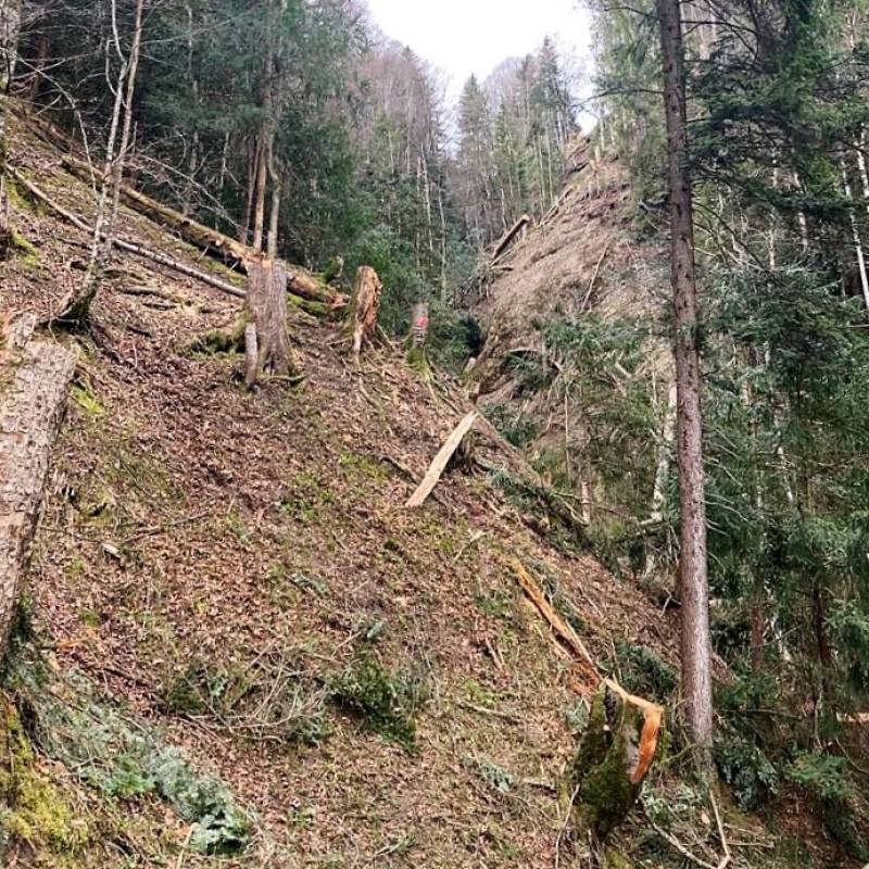 Abaecherli-Projekt-Harzerwald-08