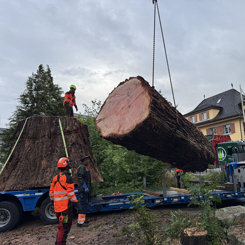 Abaecherli-Projekte-Mammutbaum-Sarnen-01