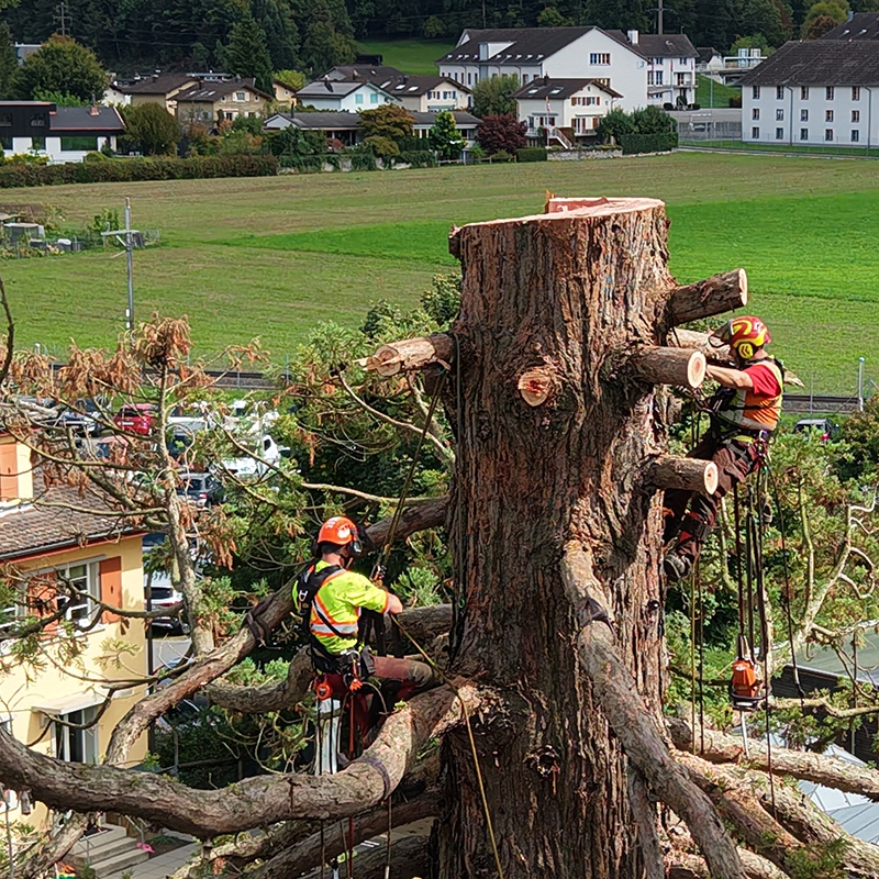 Abaecherli-Projekte-Mammutbaum-Sarnen-04