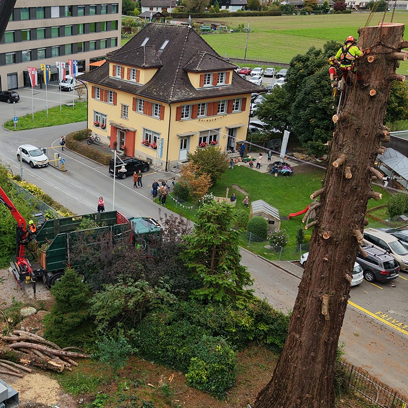 Abaecherli-Projekte-Mammutbaum-Sarnen-06